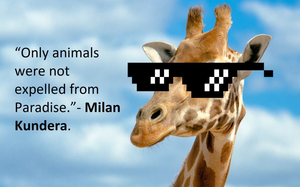 Funny Giraffe Quotes