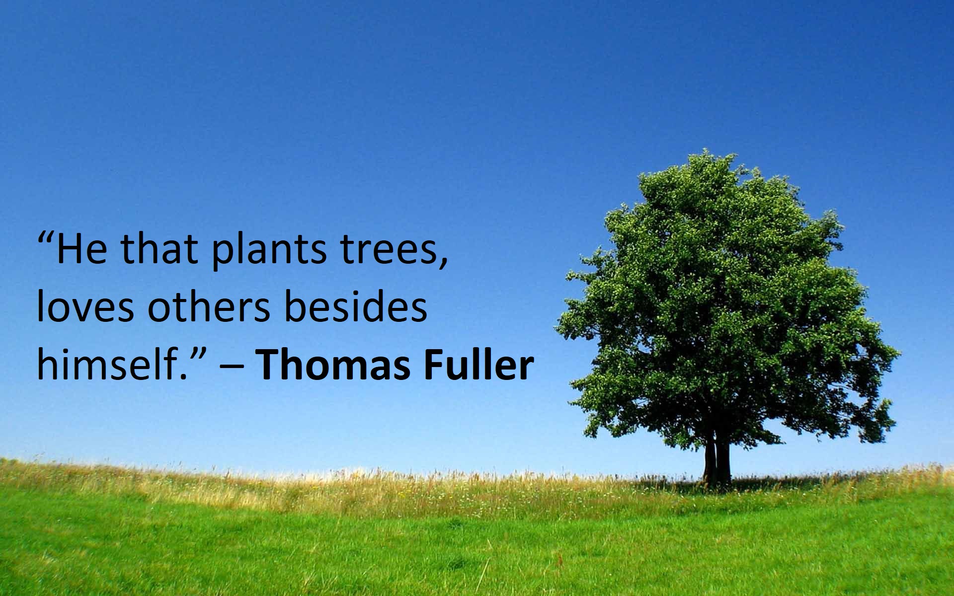 41 Tree Quotes that are Essential for You to Know