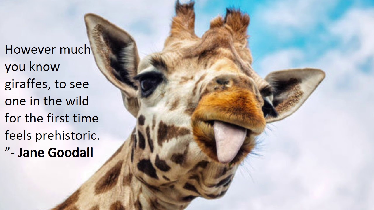 35 Funny Giraffe Quotes and Sayings | Inspirationalweb.org