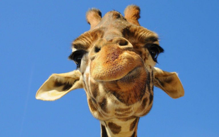 Funny Giraffe Quotes