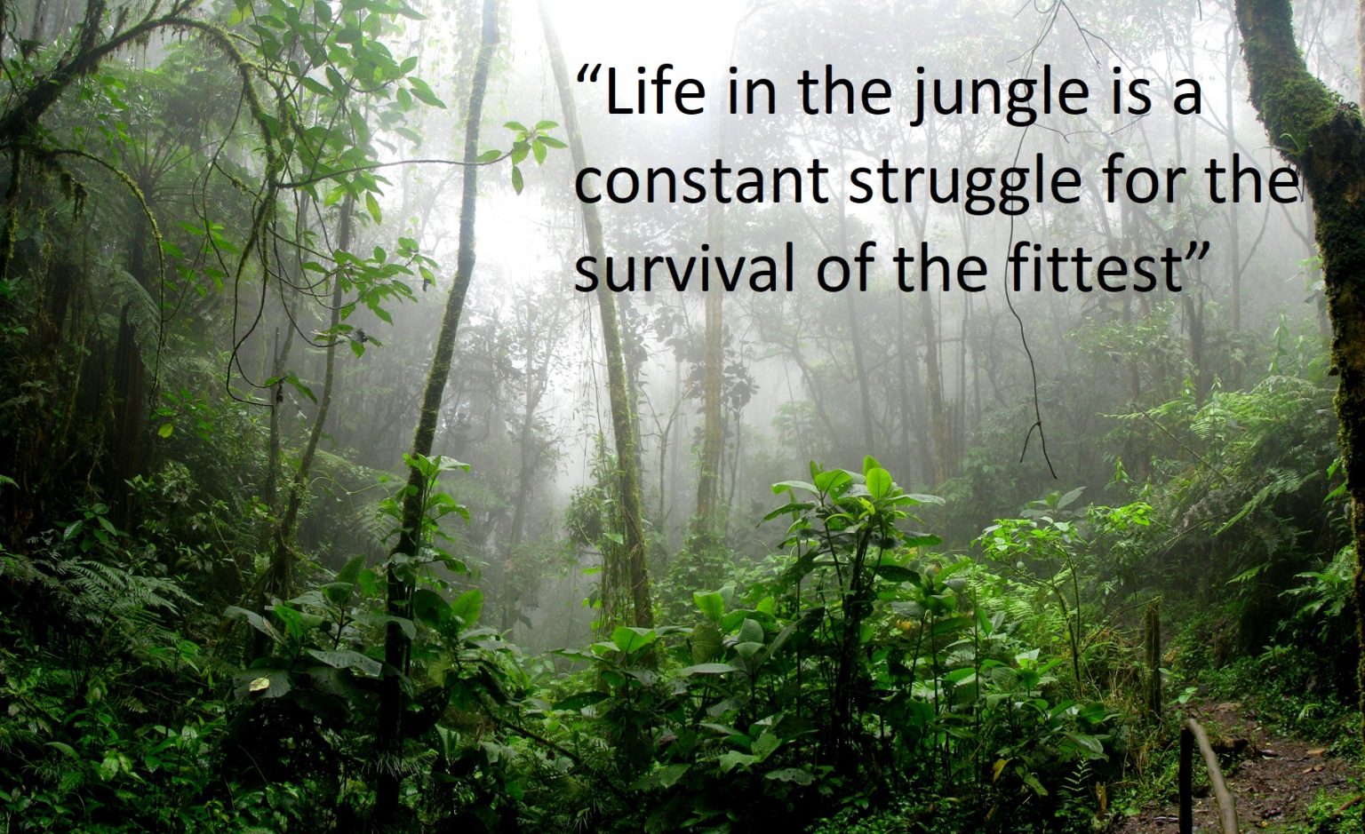 25 Inspirational Jungle Quotes and Sayings | Inspirationalweb.org