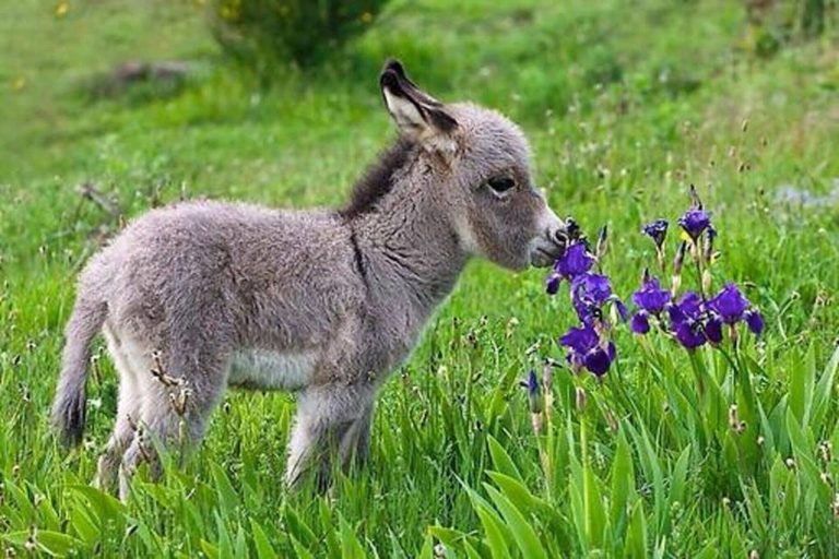 Funny Donkey Quotes