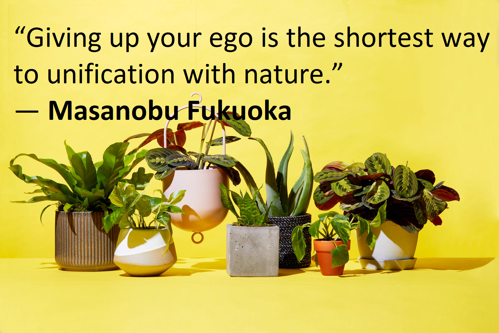 50 Most Healthy and Yummy Quotes about Plants